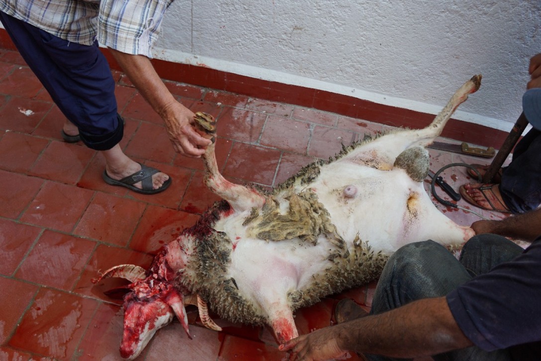 Sheep sacrifice on Eid Al-Adha 🐑 – From Raleigh to Rabat